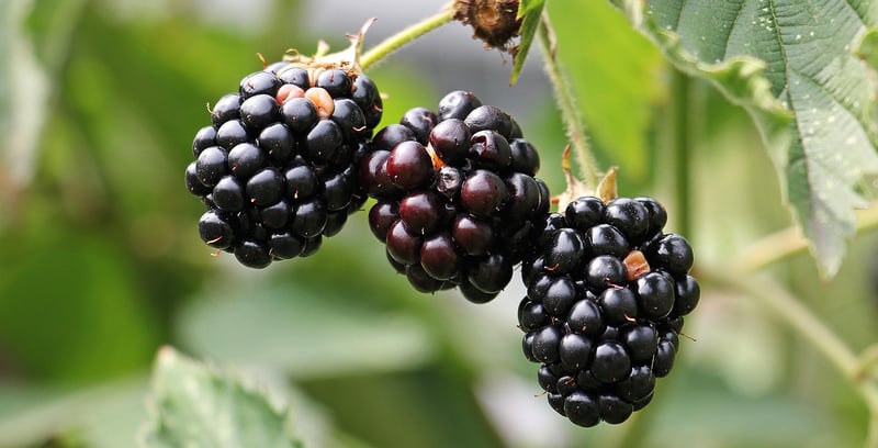 Spellbound Plant Health