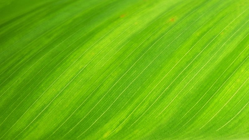 EcoGrow Landscaping